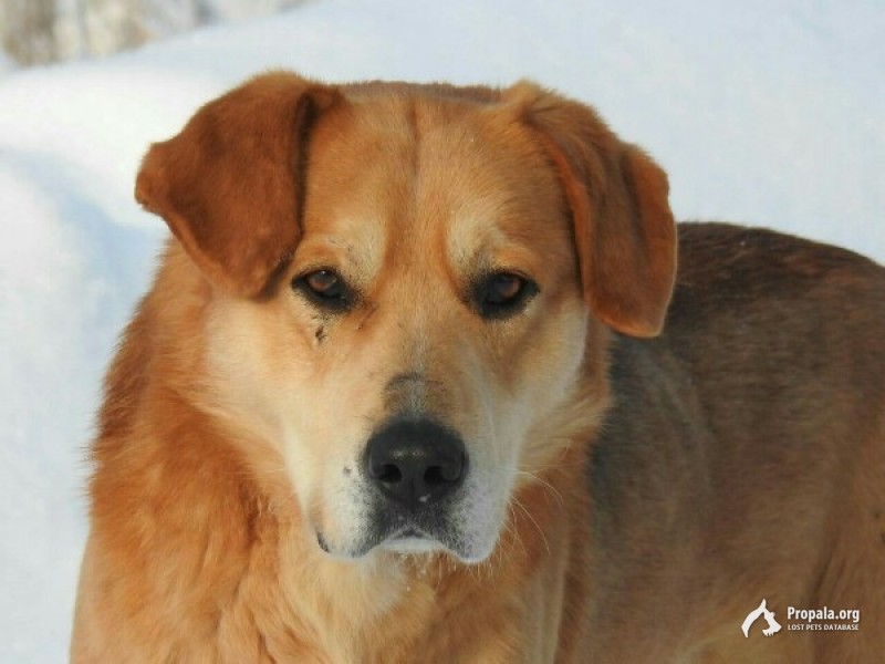ПРОПАЛА СОБАКА ПО КЛИЧКЕ: ВОЛДАЙ!!!