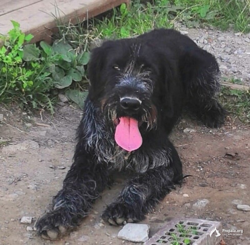 Марушкинское поселение пропал дратхаар