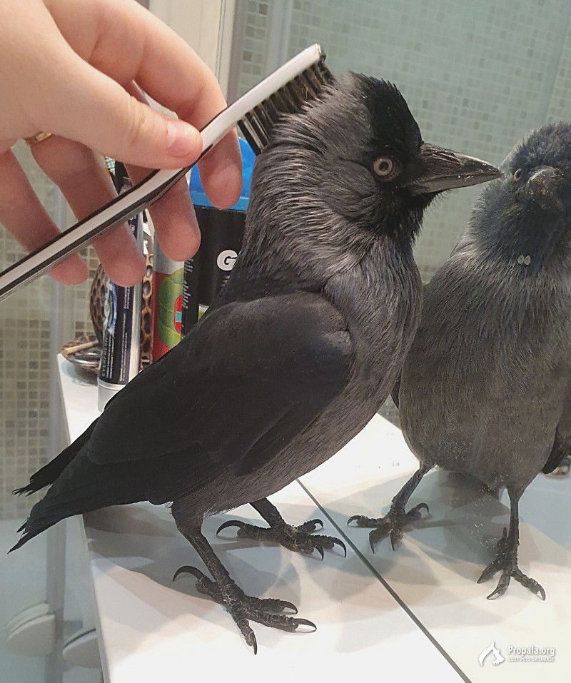 Пропала ручная галка (врановые)