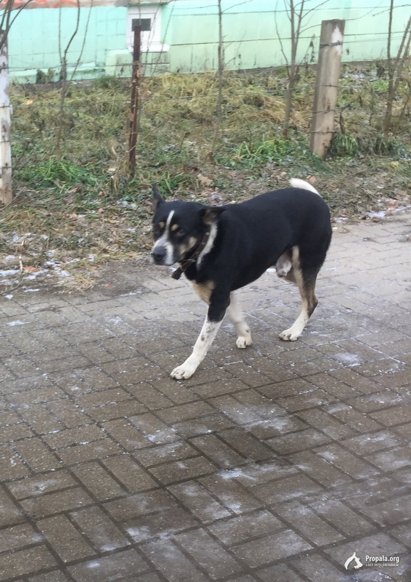 Найден метис, кобель черно- белого цвета