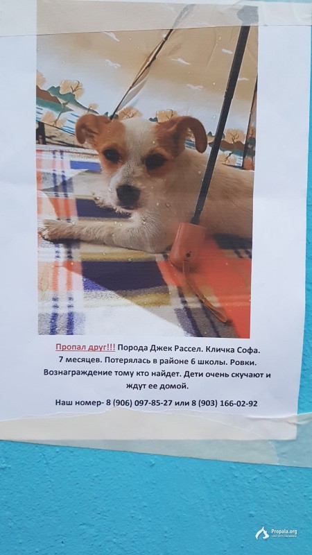 Пропала собака