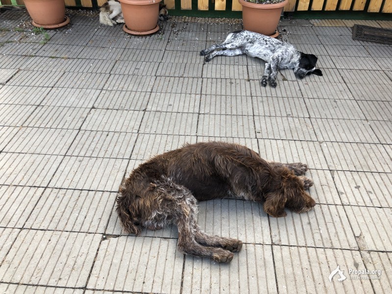 Дратхаар. Кобель. Кобулети. Аджария. Грузия