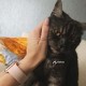 Пропала кошка в Куюках, Казань 