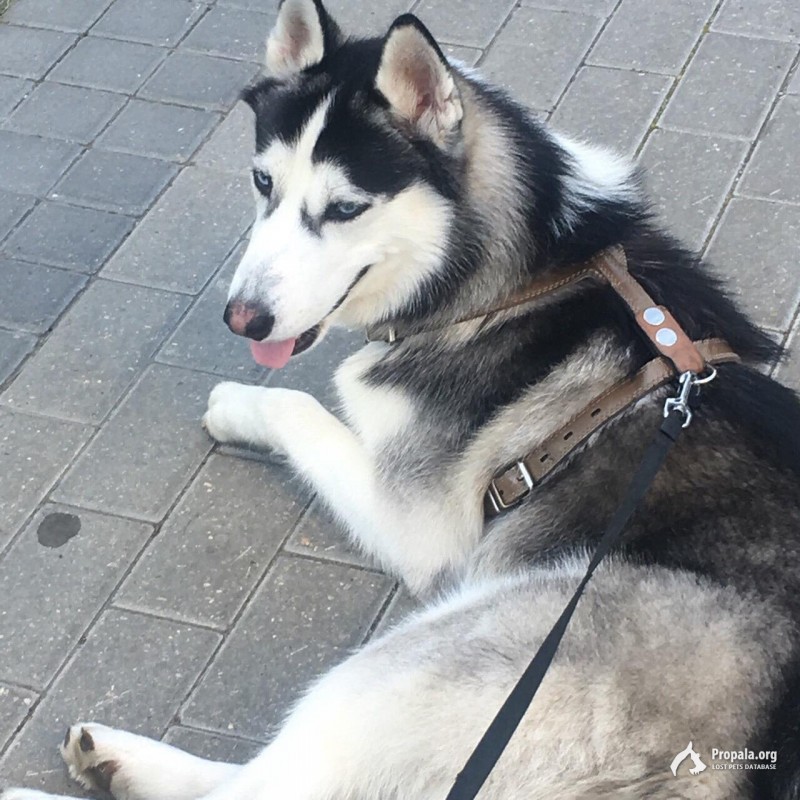 Пропал друг!!!! Мальчик хаски !!!!!