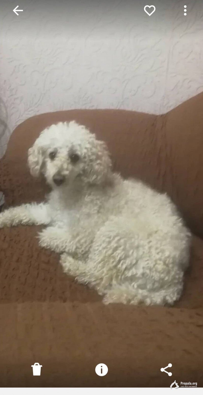 Пропал карликовый пудель в с.Михайо