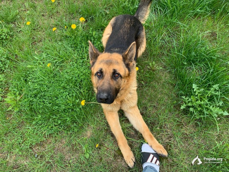 ПРОПАЛ КОБЕЛЬ НЕМЕЦКОЙ ОВЧАРКИ