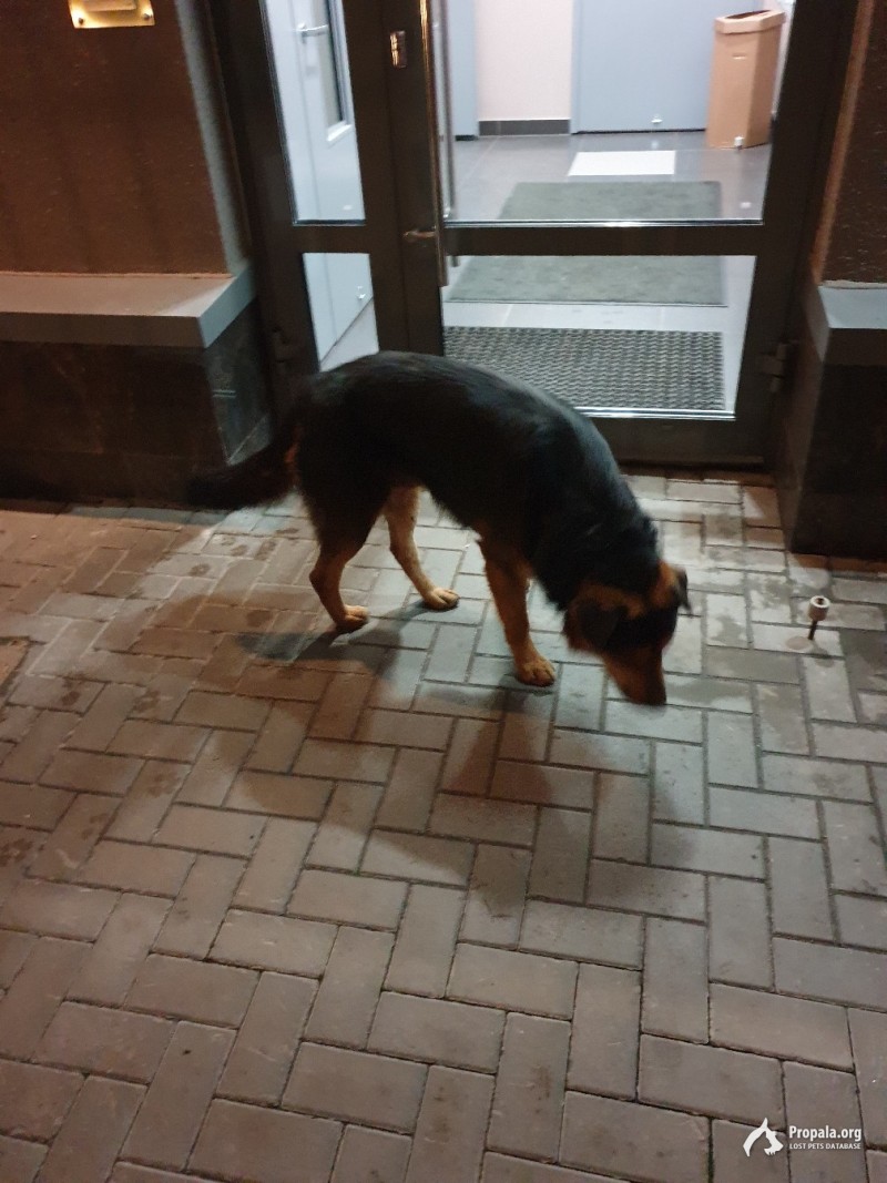 Найдена собака