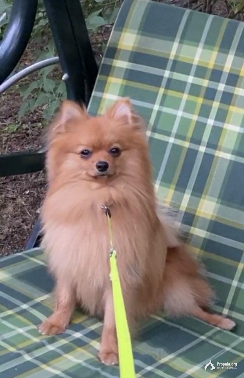 Потерялась собака, Пушкино, мкрн. Клязьма