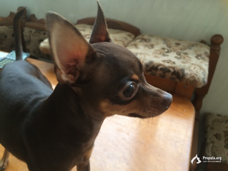 пропала собака