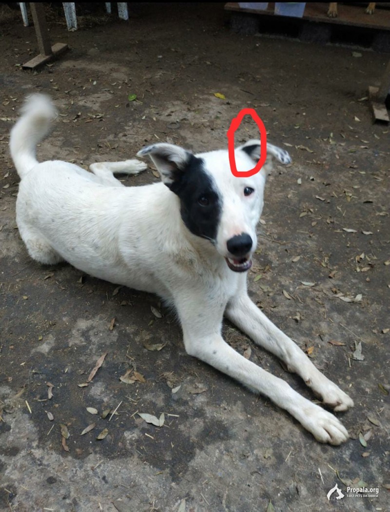 Нужна ваша помощь,  Москва и Подмосковье!!!!