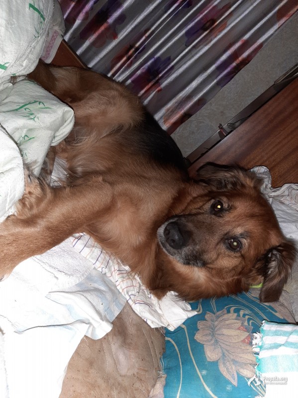 Пропала собака Санкт-Петербург