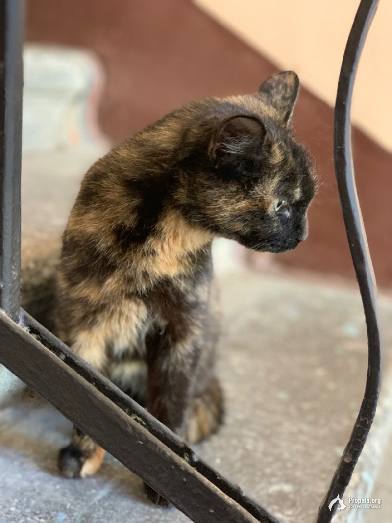 на лестнице домашняя кошка!