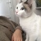 Найден кот\ кошка. СПБ Адмиралтейский район