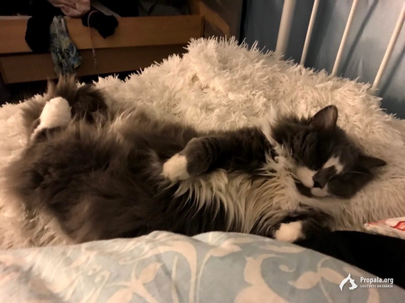 Пропала кошка Раменское!