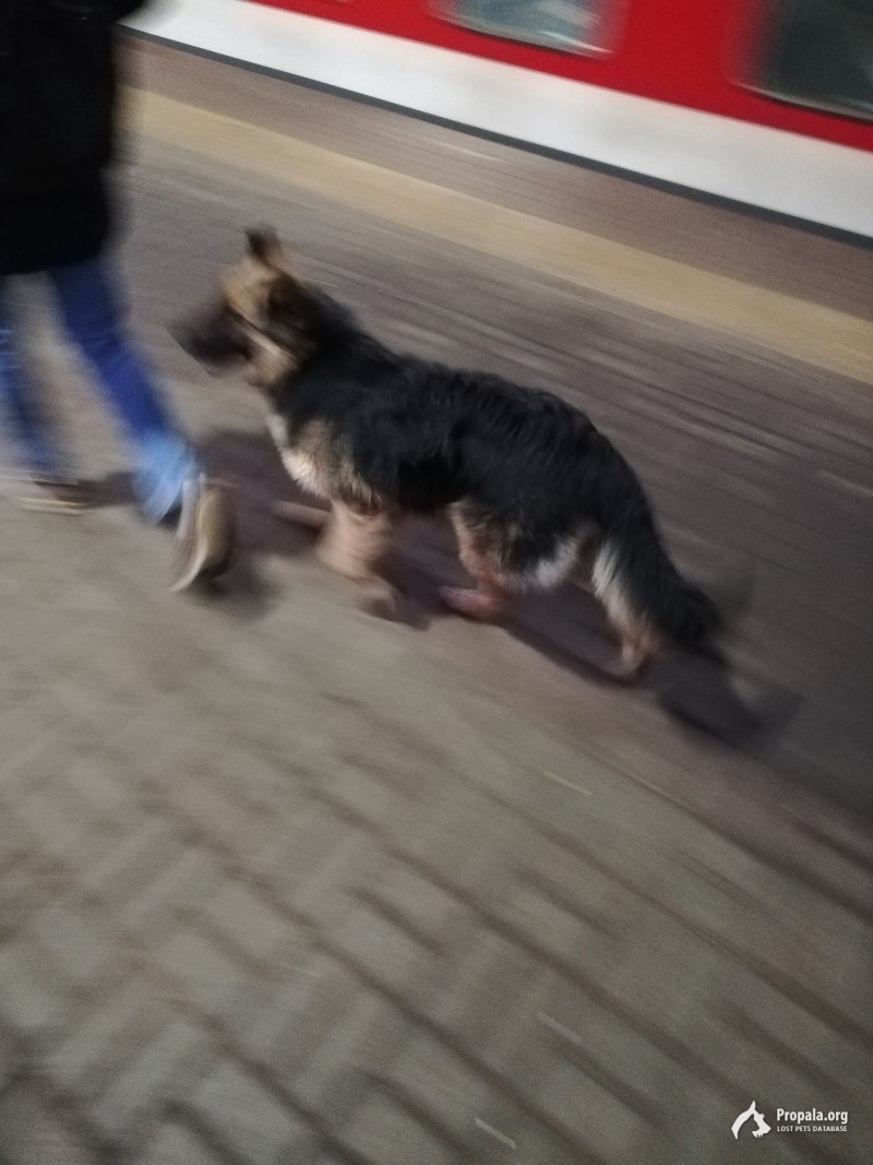 Овчарка в Люберцах