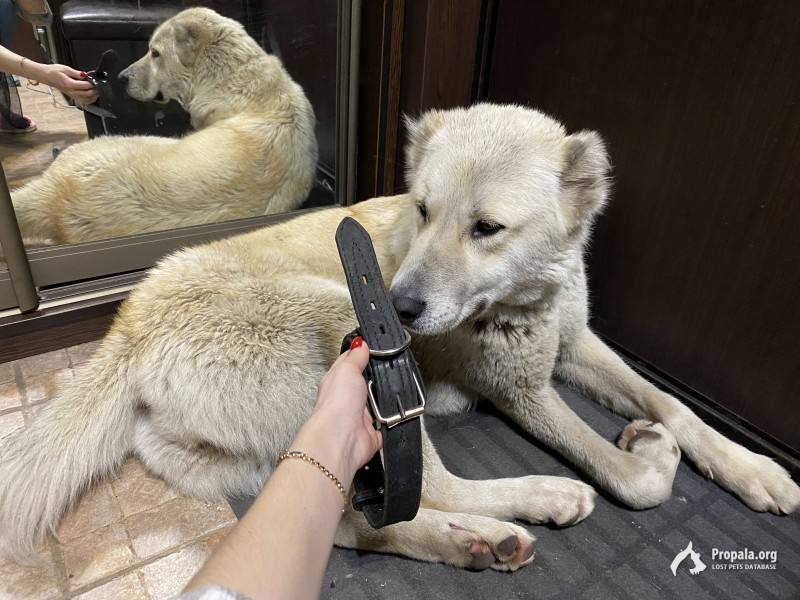 Девочка Алабай с ошейником, З. Дегунино, менее 1 года