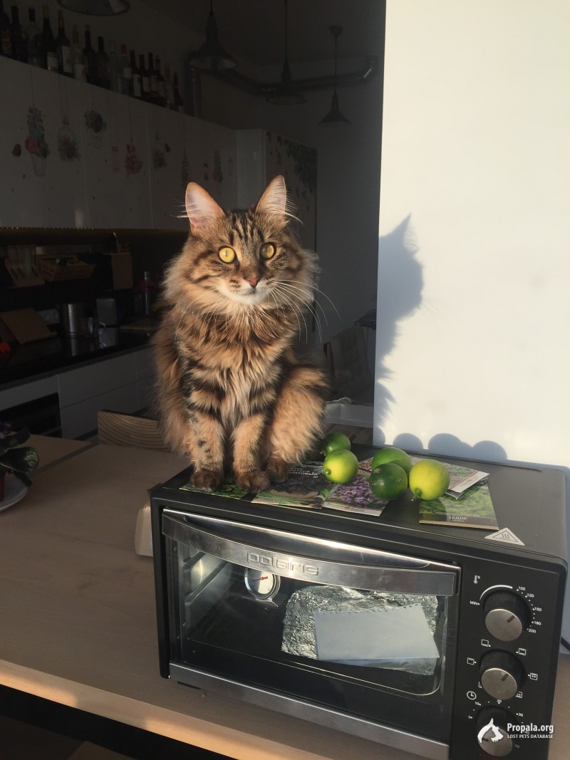Пропала кошка!!!