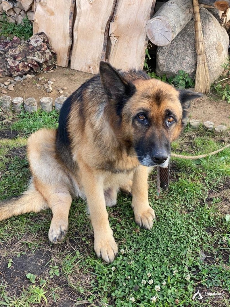 Найдена собака! Похожа на овчарку.