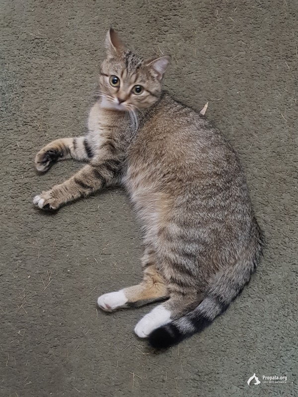 Найдена кошка в Чертаново Южном!