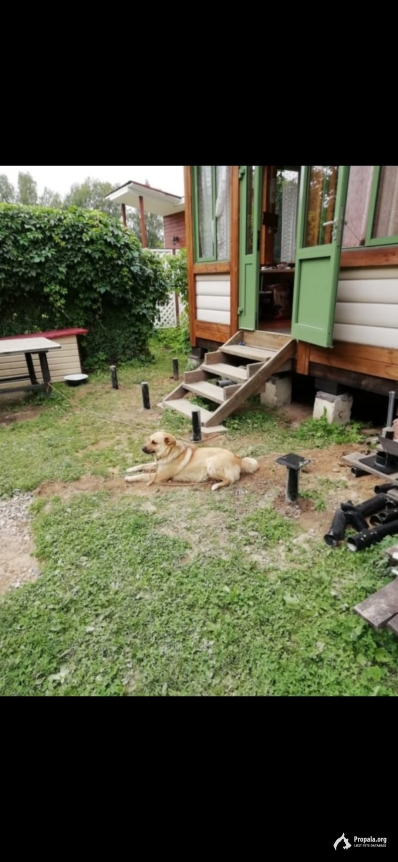 Пропала собака
