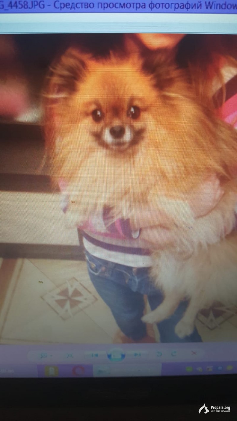 Пропал шпиц Винни
