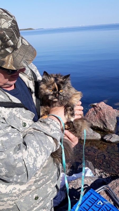 Пропала кошечка на Вуоксе у д.Васильево ЛО