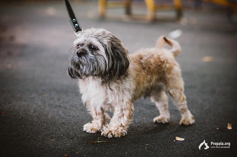 На выезде из Калуги на трассе М3 найден кобель ши-тцу