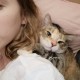 ПРОПАЛА КОШКА, ЗДРАВНИЦА, ЗА ВОЗНАГРАЖДЕНИЕ