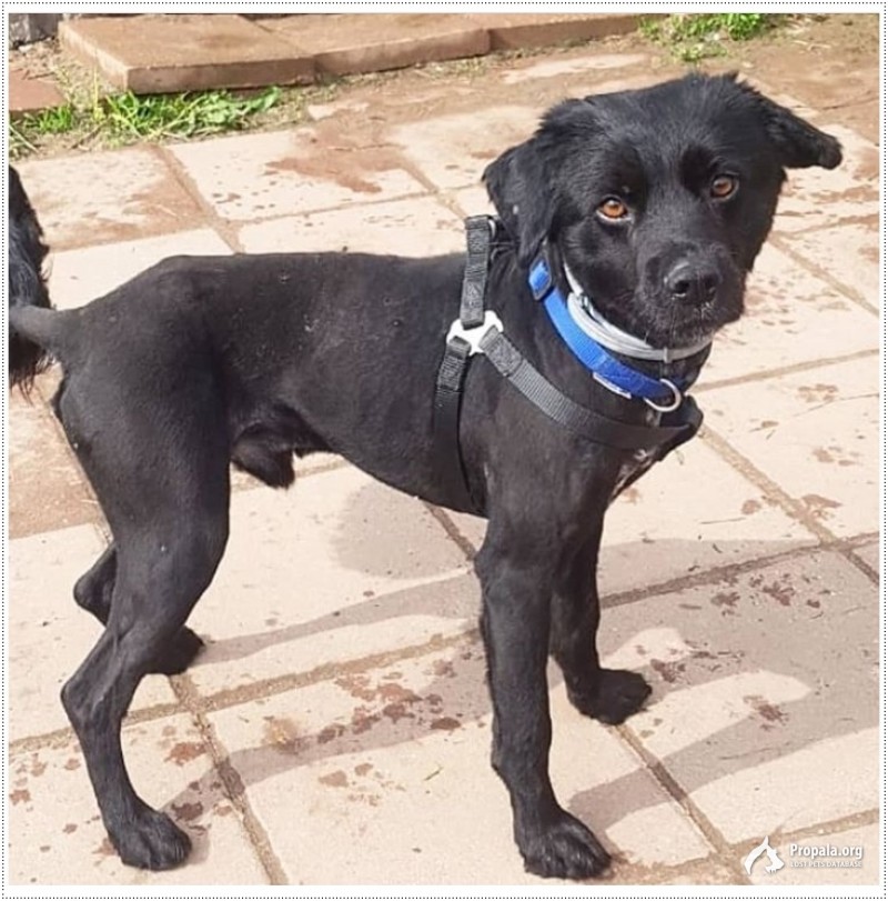 Милый собачонок Басти в дар