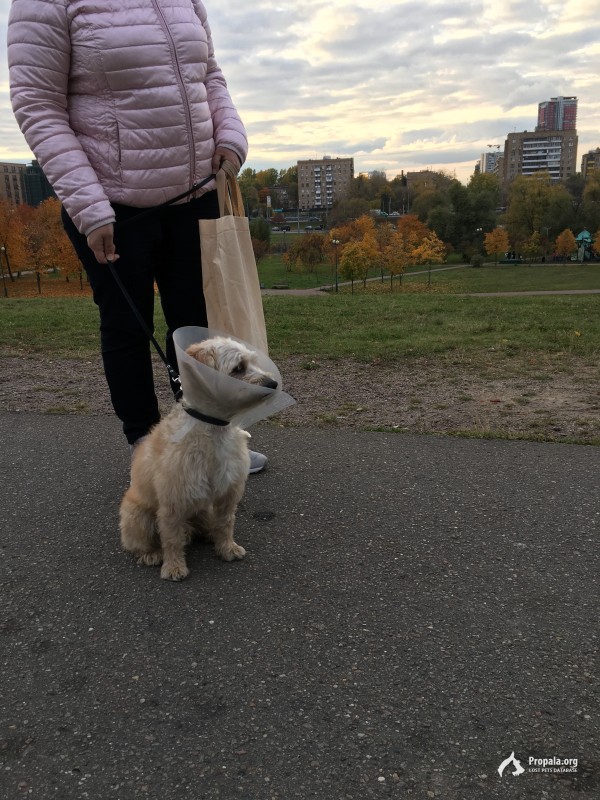 Найден кобель