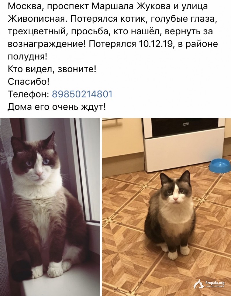 Потерялся котик