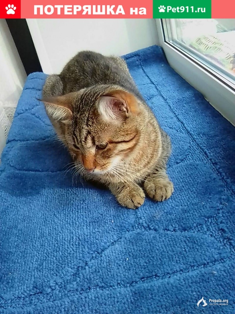 Помогите!!! Пропал кот!