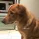 Пропала Сообака