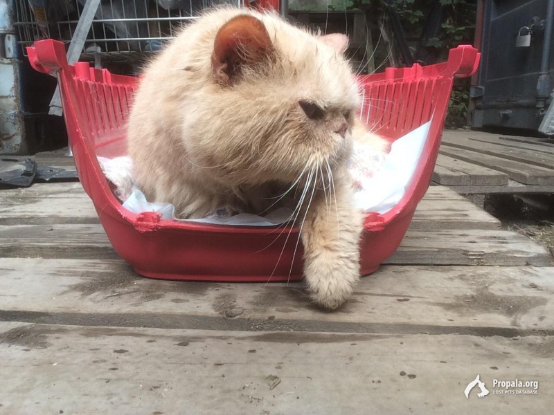 найден персидский кот  ищу друга