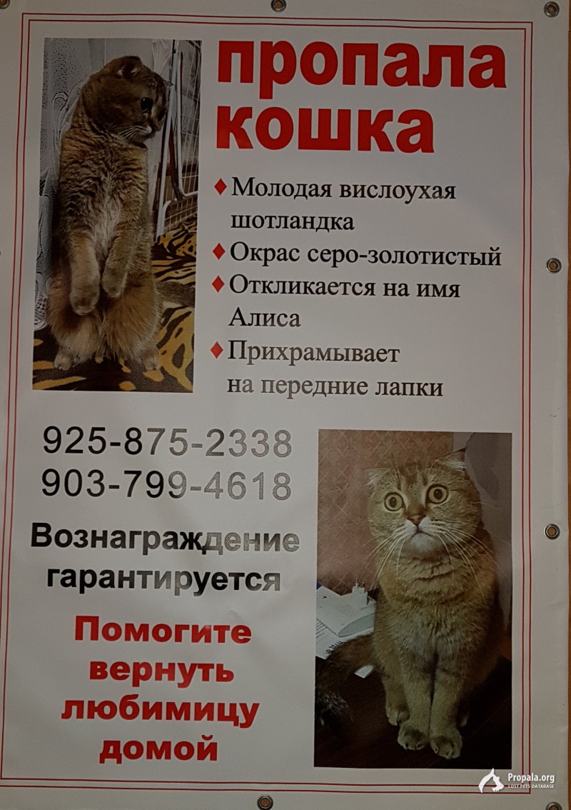 Пропала кошка. Любимица семьи.