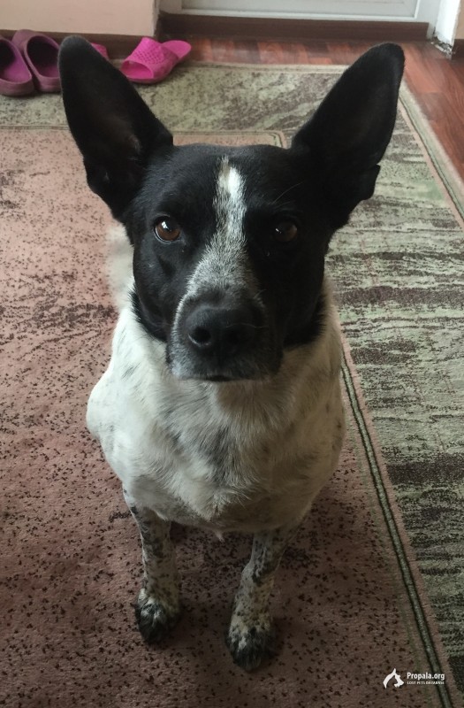 ПРОПАЛА СОБАКА (ЯМ, Домодедовский р-н)