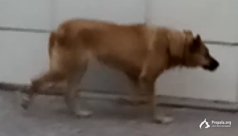 Обнаружена собака в районе Республики 6 - Ленина 2А