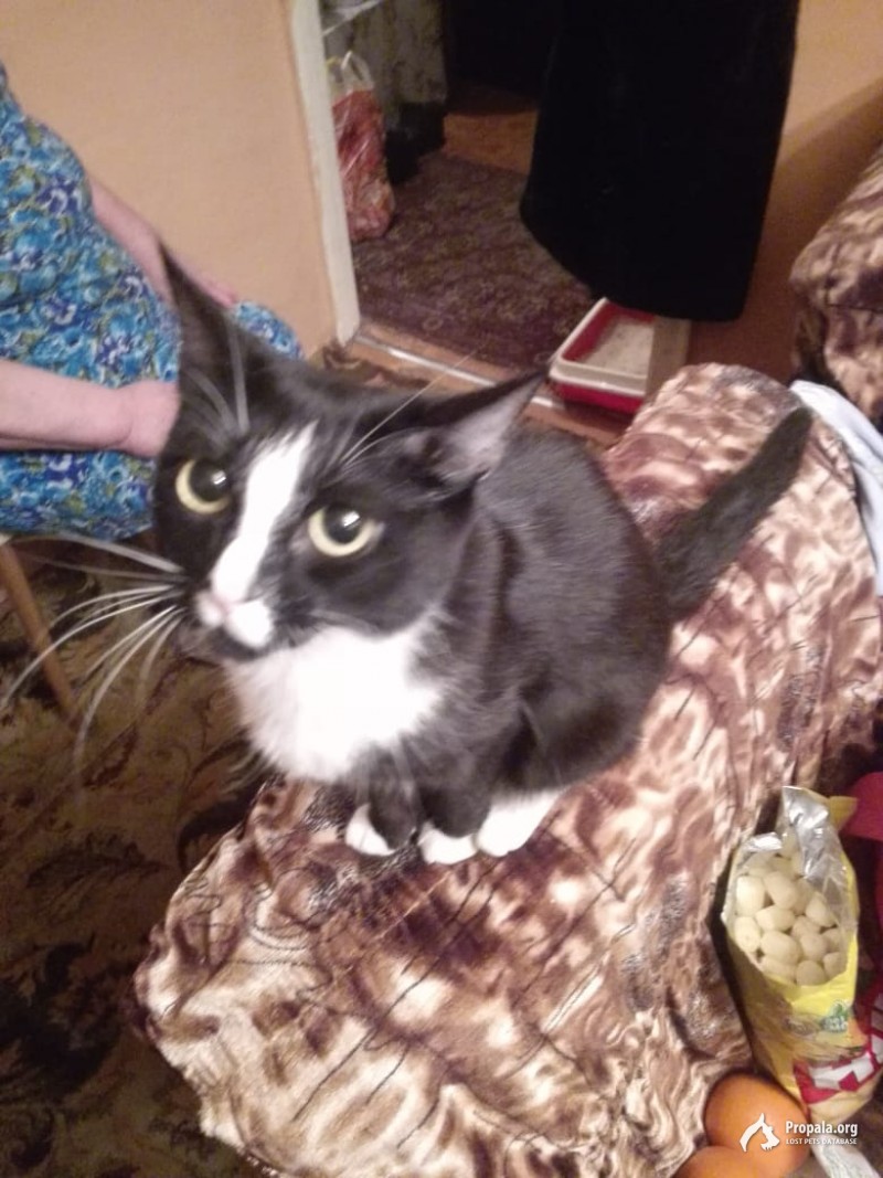 ПОТЕРЯЛАСЬ КОШКА, ПОМОГИТЕ ПОЖАЛУЙСТА