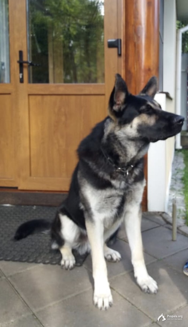 пропала восточноевропейская овчарка