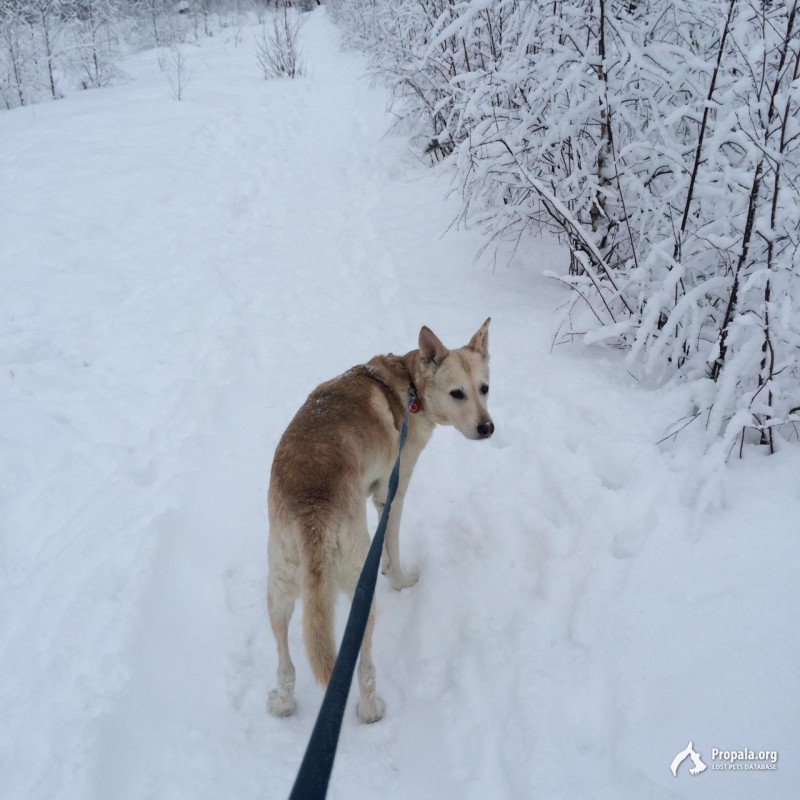 Пропала собака