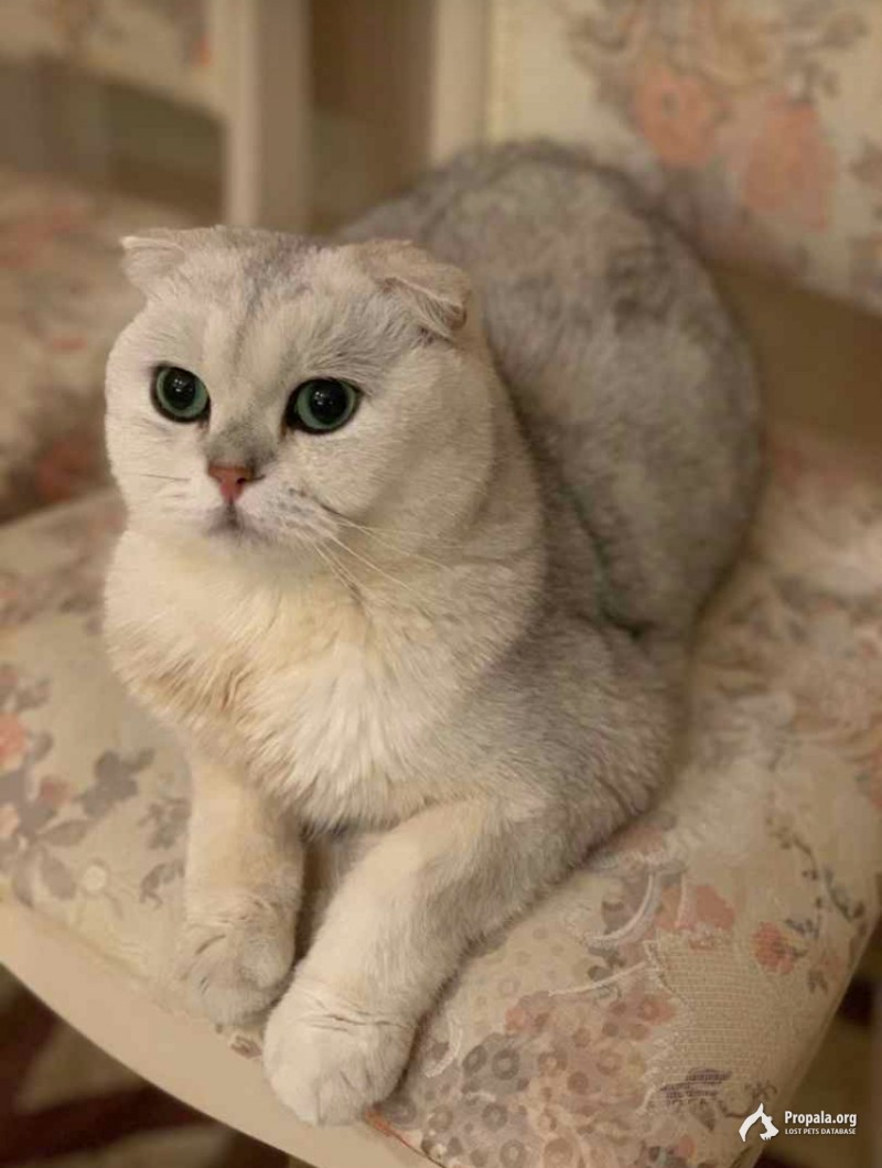 пропал кот 03.10.2020