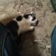 Найдена кошка