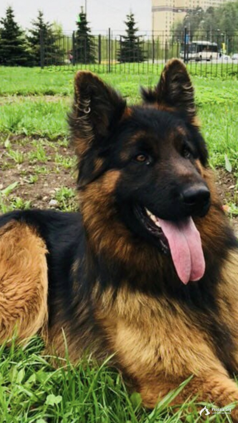 Пропала собака немецкая овчарка длинношёрстный