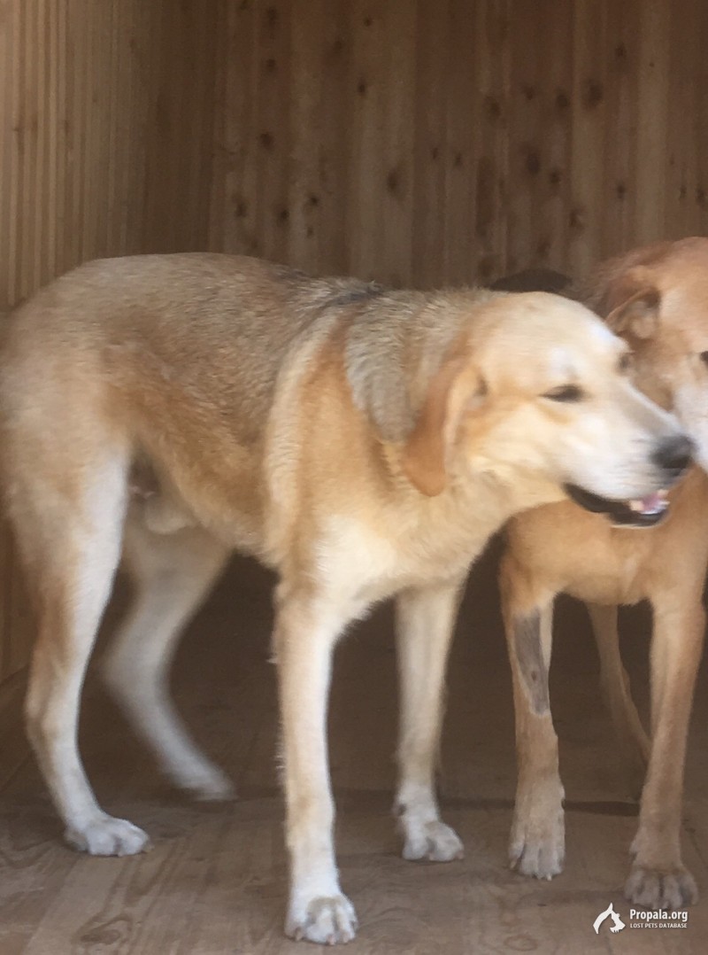 Пропала собака!