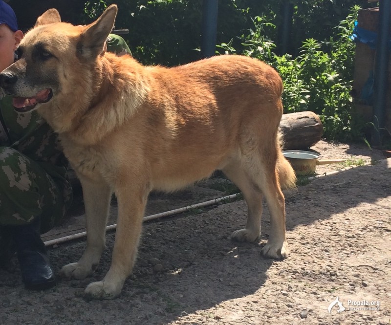 Потерялся пёс