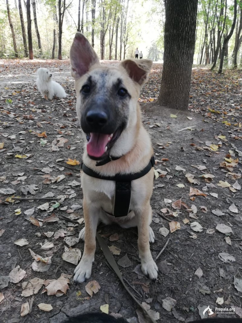 Пропала собака с течкой