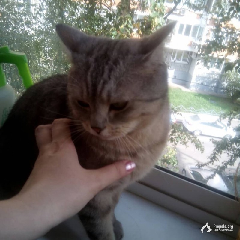 Найден кот.