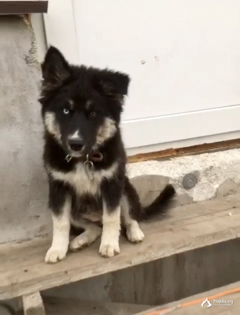 Пропала. Кличка Найда!!