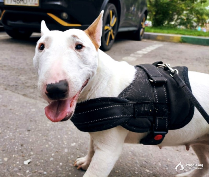 БУЛЬТЕРЬЕР