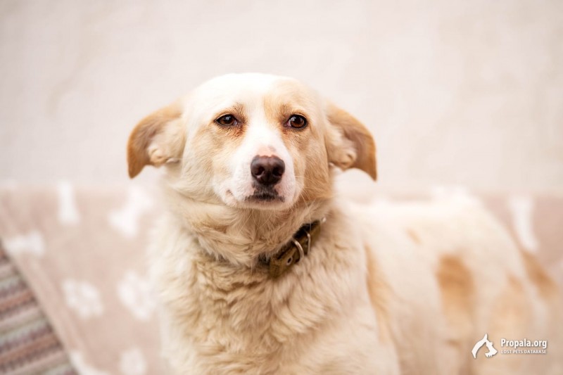 11 мая убежала собачка Маруся!